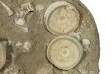 Fossil Shark Vertebrae & Teeth Plate - Morocco #78728-3